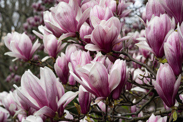 Obraz na płótnie Canvas Beautiful pink magnolia flowers. Magnolia blossom. New York City magnolia blossom. Manhattan magnolia blossom in Central Park. 