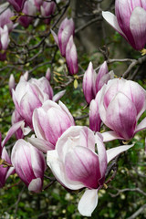 Fototapeta premium Beautiful pink magnolia flowers. Magnolia blossom. New York City magnolia blossom. Manhattan magnolia blossom in Central Park. 