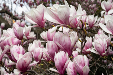 Fototapeta na wymiar Beautiful pink magnolia flowers. Magnolia blossom. New York City magnolia blossom. Manhattan magnolia blossom in Central Park. 