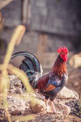 rooster in the farm © Alfredo Juarez