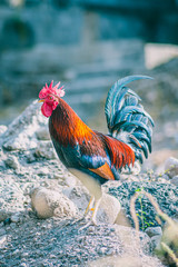 rooster in the farm