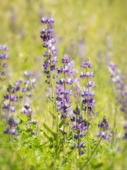 Tailcup Lupine