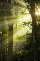  Rays of sunlight and Green Forest