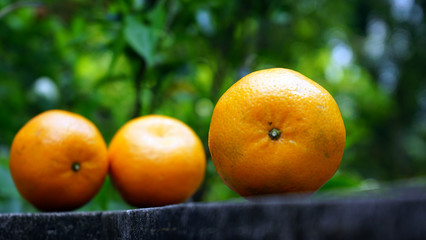 Fototapeta na wymiar Citrus fruit on the table in the morning, outdoors
