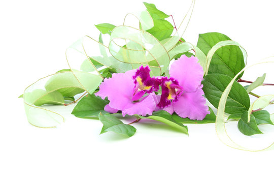 53 Best レモンリーフ Images Stock Photos Vectors Adobe Stock