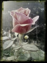 Pink Rose And Spider's Web