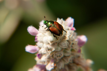 bug on flower
