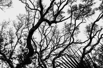 Black and white trees against sky