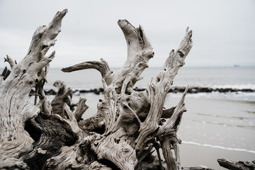 driftwood on beach - obrazy, fototapety, plakaty