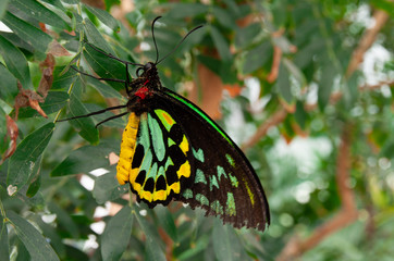 butterfly on a flower