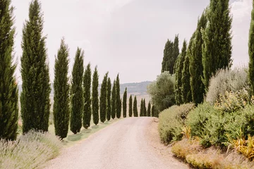 Papier peint photo intissé tuscany landscape  view with cypress trees background. Italy style