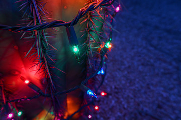Christmas Lights on Barrel Cactus at Night