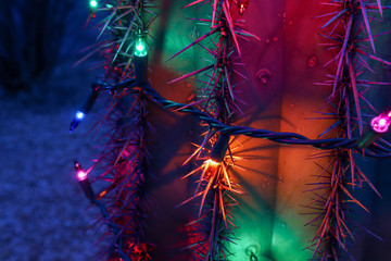 Christmas Lights on Saguaro Cactus at Night