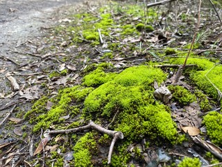 Green Moss on Hiking Trail