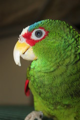 White Fronted parrot 