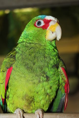 White fronted parrot