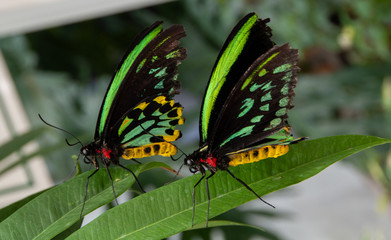 butterflies on a leaf