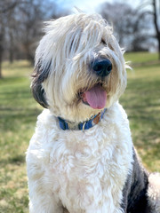 Old english sheepdog at the park