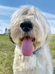 old english sheepdog portrait with cutest tongue and nose