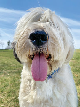 old english sheepdog portrait with cutest tongue and nose