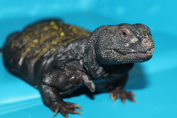Uromastyx lizard