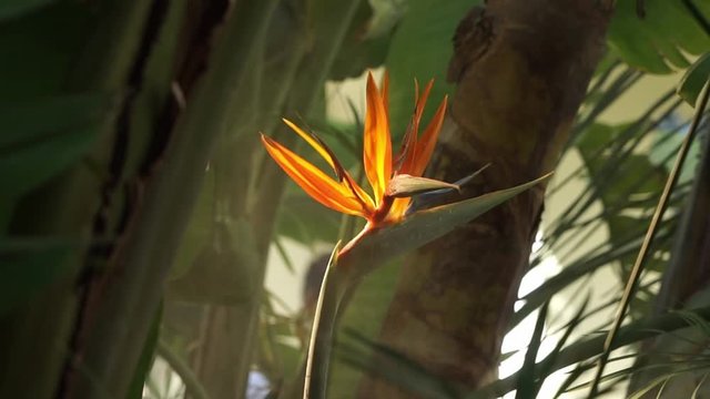 Exotic flower, tropical foliage nature dark green background
