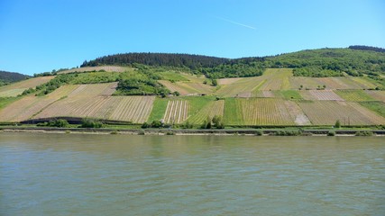 ライン川の丘に広がるぶどう畑の情景＠ドイツ