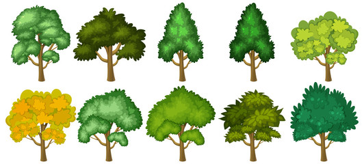 Set of green trees on white background