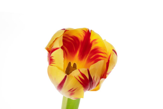 Tulip Flower