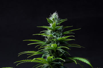 Blue Cheese Cannabis