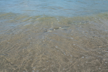 Beautiful view of Sharks swimming at Baia do Sueste at Fernando de Noronha Marine National Park, a Unesco World Heritage site, Pernambuco, Brazil