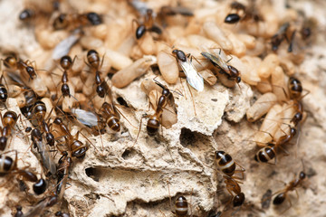 Black Ants with Eggs and Pupa in the nest on nature background.