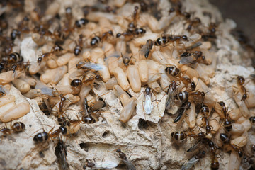 Black Ants with Eggs and Pupa in the nest on nature background.