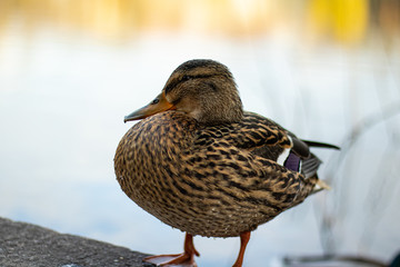 Duck at a Lake in Berlin