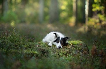 Naklejka na ściany i meble dog in the forest. Pet on the nature. Black and white border collie.