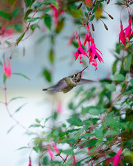 Hummingbird coming into eat from a flower at midday. 