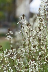 Arugula (Eruca vesicaria) / Brassicaceae herb