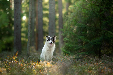 Naklejka na ściany i meble dog in the forest. Pet on the nature. Black and white border collie.