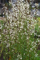 Arugula (Eruca vesicaria) / Brassicaceae herb