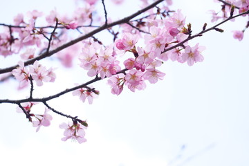 曇り空に咲く桜