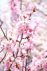 薄紅色の桜
