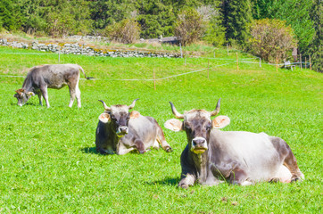 cows on mountain pasture, harmony with nature