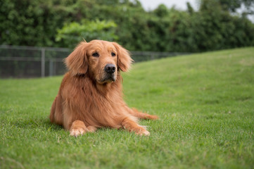 Golden retriever playing in the park grass