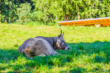 cows on mountain pasture, harmony with nature