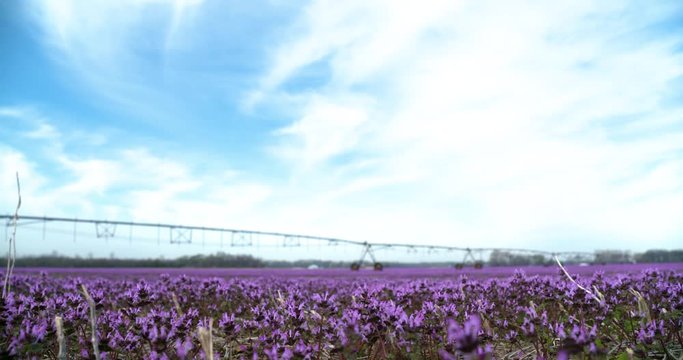 henbit field of purple with center pivot sprinkler clouds