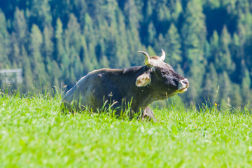 cows on mountain pasture, harmony with nature