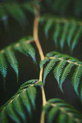  close up greem macro scene with tropic plant opposite green blured background