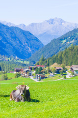 Fototapeta na wymiar cows on mountain pasture, harmony with nature