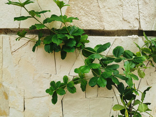 Healthy leaves of a green vine climbing on the surface of a wall. Riviera Maya, Mexico.