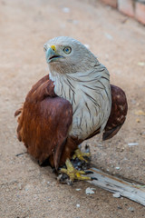 red tailed hawk
